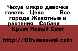 Чихуа микро девочка газель › Цена ­ 65 - Все города Животные и растения » Собаки   . Крым,Новый Свет